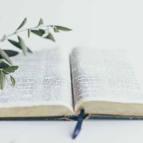 Eine offene Bibel mit einer Pflanze
