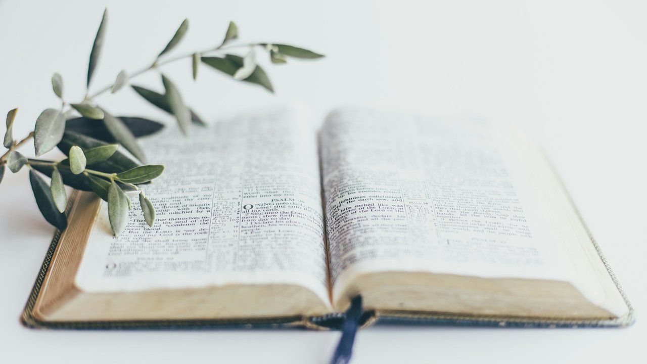 Eine offene Bibel mit einer Pflanze